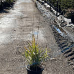 Miscanthus sinensis 300mm