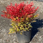 Nandina domestica 'Moonbay'