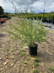 Westringia longifolia 200mm