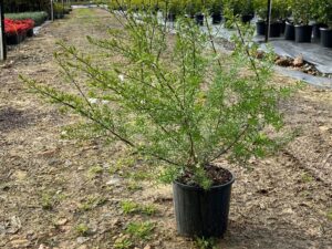 Westringia longifolia 200mm