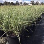 Miscanthus sinensis 'Variegatus'