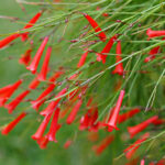 Russelia equisetiformis