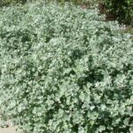 Helichrysum petiolare