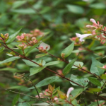 Abelia x grandiflora 'Frances Mason'