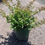 Abelia x grandiflora 'Nana'