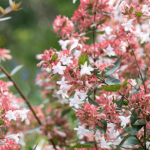 Abelia x grandiflora