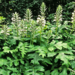 Acanthus mollis
