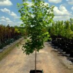 Acer x freemanii 'Jeffersred' Autumn Blaze