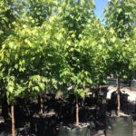 Acer rubrum 'October Glory'