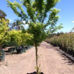 Acer palmatum 'Senkaki'