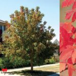 Acer negundo 'Sensation'