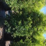 Acmena smithii ‘DOW30’ PBR Sublime™