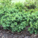 Callistemon viminalis'LJ1' PBR Better John™