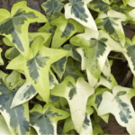 Hedera helix 'Variegata'