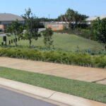 Lomandra labill.'LM600' PBR Evergreen Baby™