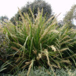 Lomandra longifolia 'KATRINUS DELUXE' PBR