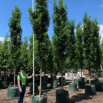 Quercus palustris 'Pringreen' - Green Pillar