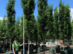 Quercus palustris 'Pringreen' - Green Pillar