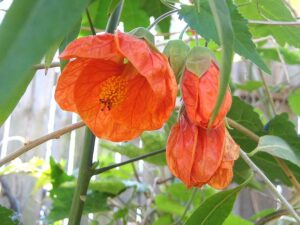 Abutilon x hybridum (orange flower)