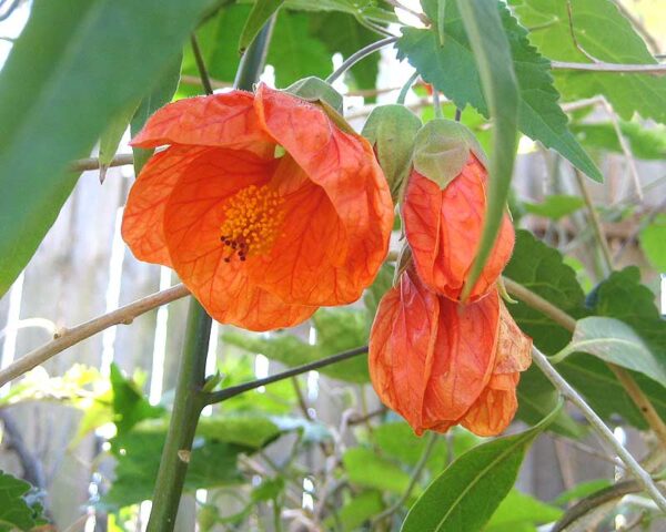 Abutilon x hybridum (orange flower)