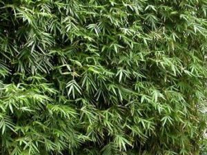 Bambusa textilis var. gracilis Slender Weavers Bamboo