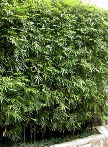 Bambusa textilis var. gracilis Slender Weavers Bamboo