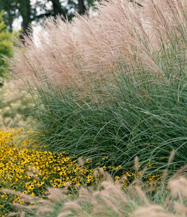 Miscanthus sinensis - Andreasens Green Wholesale Nurseries