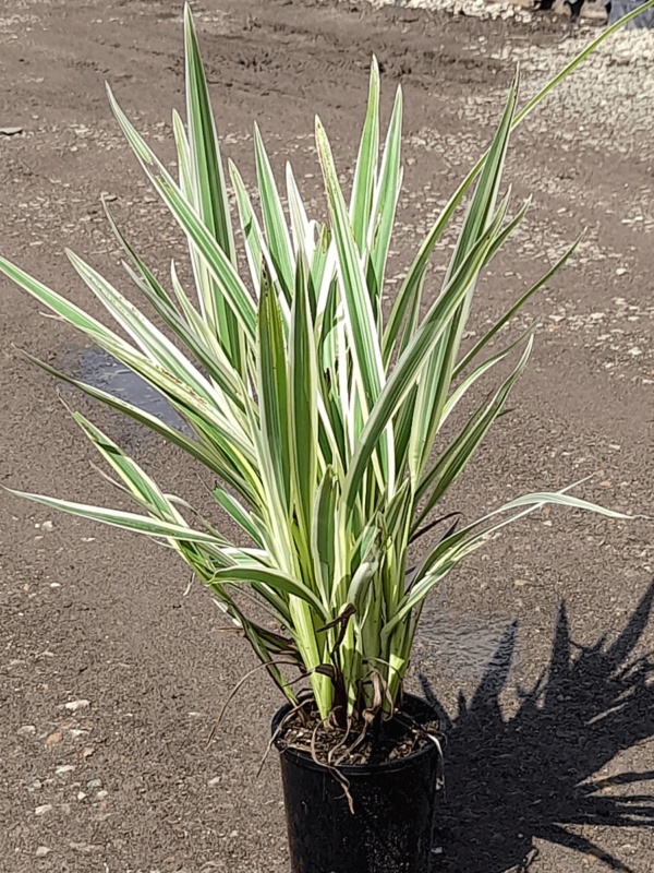 Dianella ensifolia hybrid 'Silver Streak' 140mm