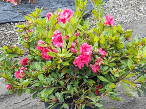 Rhododendron hybrid 'CONLER' PBR Autumn Ruby™ 300mm