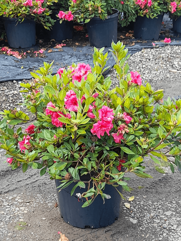 Rhododendron hybrid 'CONLER' PBR Autumn Ruby™ 300mm