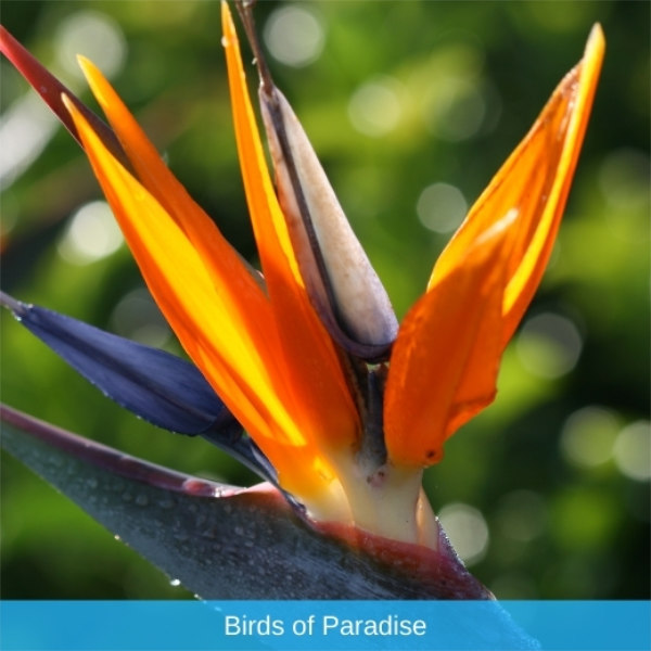 Birds of Paradise