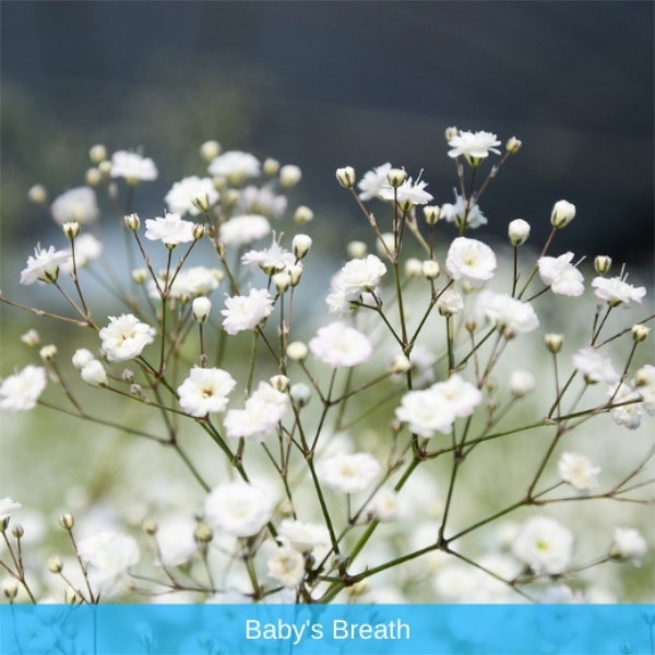 Babys Breath