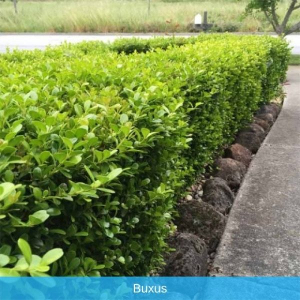 Buxus