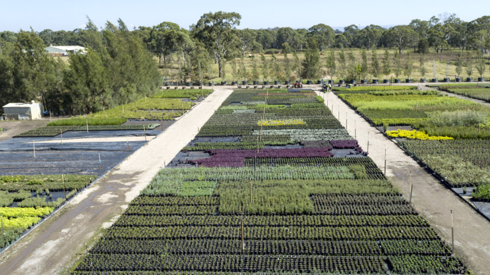 Alpine Nurseries rows of plants