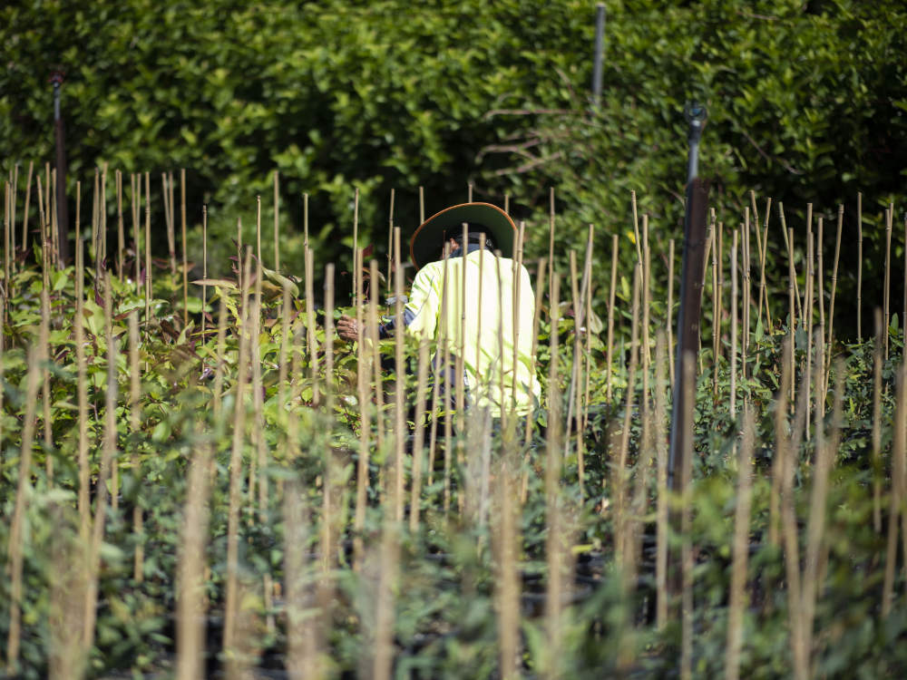 Andreasens Green horticultualist working