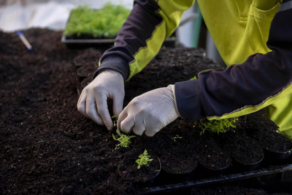 Planting seedlings