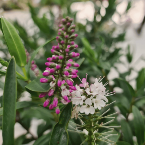 Hebe Icing Sugar - Andreasens Green