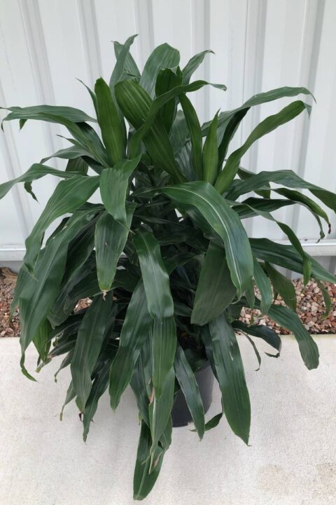 Dracaena Janet Craig - Andreasens Green