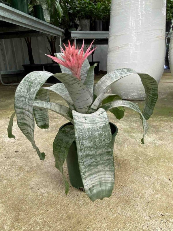 aechmea-species