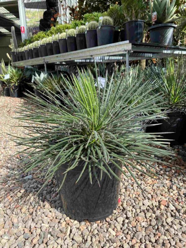 agave-geminiflora