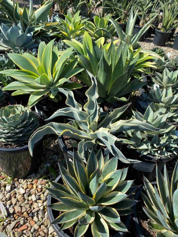 Agave