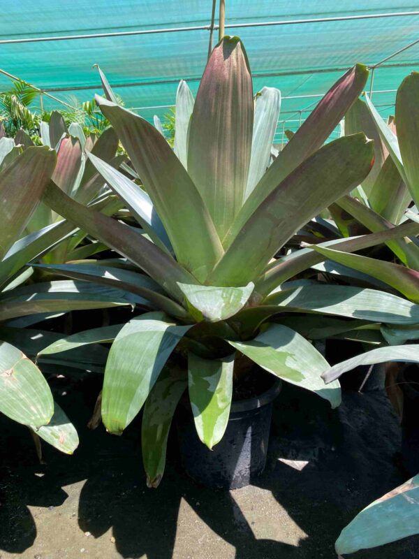 alcantarea-imperialis-rubra