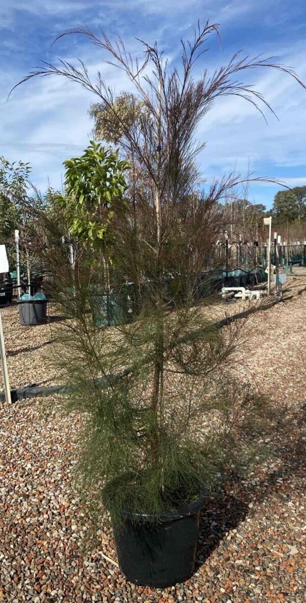 allocasuarina-torulosa