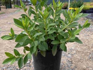 azalea-indica-alphonse-anderson