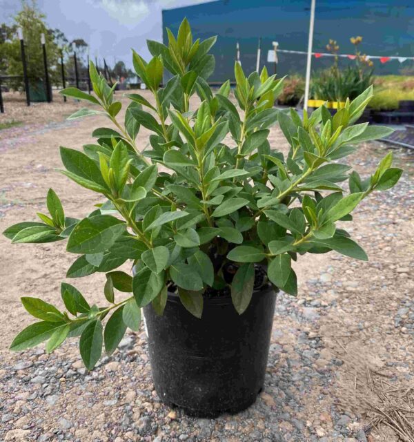 azalea-indica-alphonse-anderson