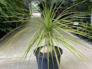 baeucarnea-recurvata