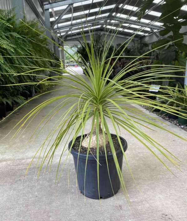 baeucarnea-recurvata