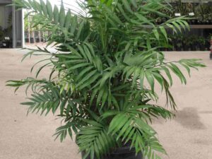 chamaeodora-elegans