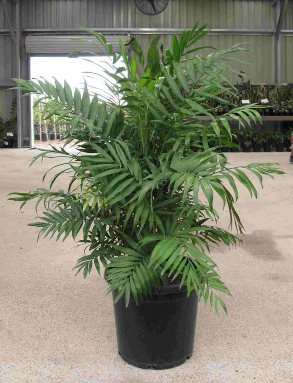chamaeodora-elegans