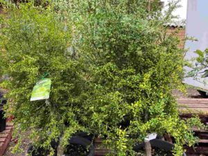 citrus-australasica